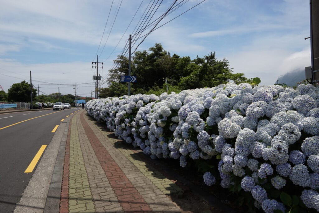 안덕면사무소 수국길