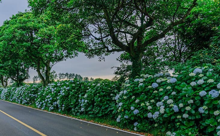 제주 수국 명소 비자림 수국길